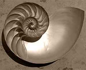 spirale-nautilus